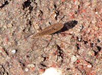 Crane flies - Unidentified sp.