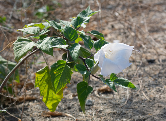 Jimson weed - Datura sp.