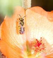 Sweat bee - Lasioglossum sp. (Subgenus Dialictus )