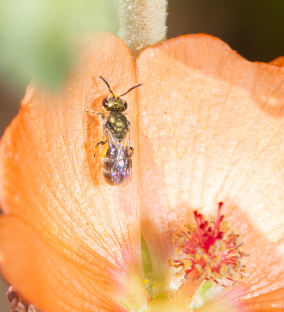 Sweat bee - Lasioglossum sp. (Subgenus Dialictus )