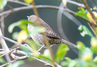 Northern House Wren - Troglodytes aedon