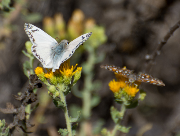 Northern White Skipper - Heliopetes ericetorum and Behr's metalmark - Apodemia virgulti