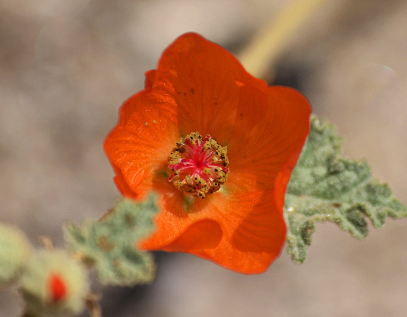 Globemallow - Sphaeralcea ambigua