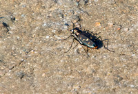 Wetsalts Tiger Beetle - Cicindela haemorrhagica