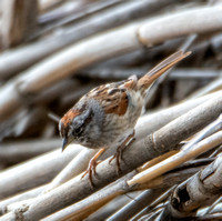 Swamp Sparrow - Melospiza georgiana