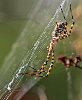 Banded argiope - Argiope trifasciata