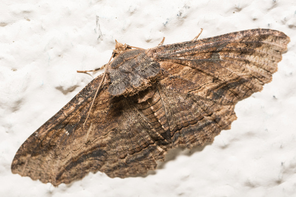 Lunate Zale Moth - Zale lunata