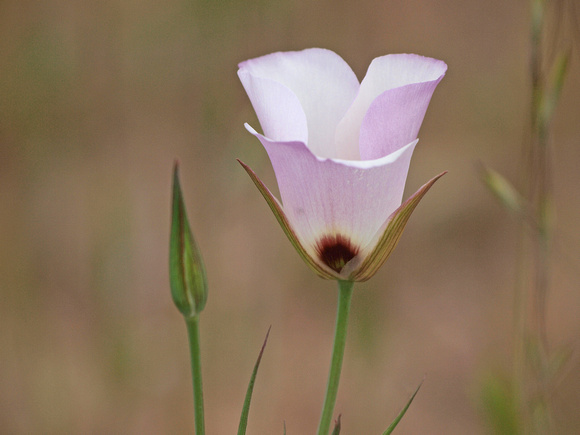 Catalina Mariposa Lily - Calochortus catalina