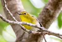 Yellow-throated Vireo - Vireo flavifrons