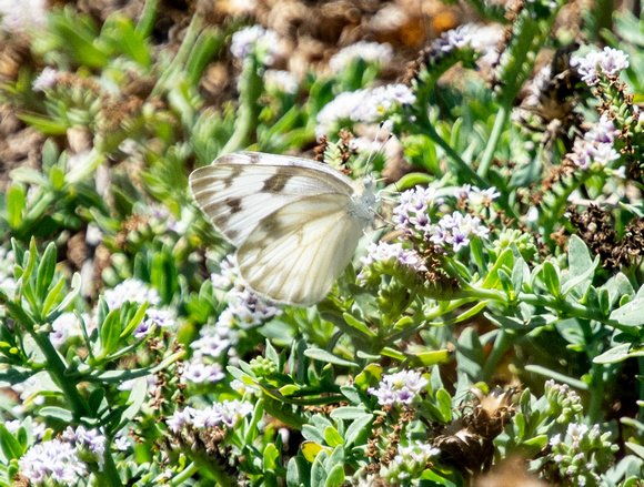 Checkered White - Pontia protodice