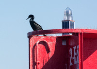 Brandt's Cormorant - Phalacrocorax penicillatus