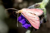 Inornate Pyrausta Moth - Pyrausta inornatalis