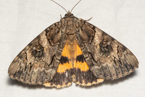 Penitent underwing - Catocala piatrix ssp. dionyza
