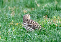 Red-throated Pipit - Anthus cervinus