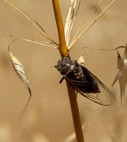 Van Duzee's Cicada - Tibicinoides vanduzeei