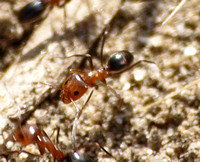 Bicolored pyramid ant - Dorymyrmex bicolor