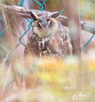 Long-eared Owl - Asio otus