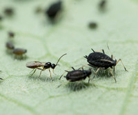 Melon aphid - Aphis gossypii with parasitic wasp