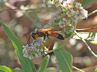 Great golden digger wasp -  Sphex ichneumoneus