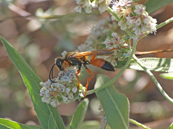 Great golden digger wasp -  Sphex ichneumoneus