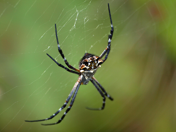 Silver argiope - Argiope argentata