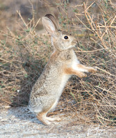 Desert cottontail  - Sylvilagus audubonnii