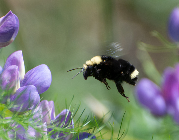 Yellow-faced bumble bee - Bombus (Pyrobombus) vosnesenskii
