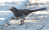 Brewer's Sparrow - Spizella breweri