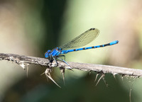 Vivid dancer - Argia vivida