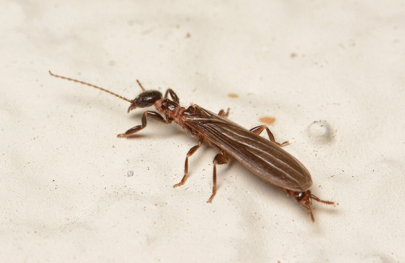 Webspinner - Oligotoma sp.