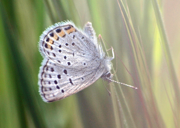 Acmon blue - Icaricia acmon