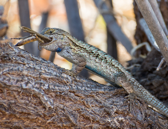 Western Fence Lizard - Sceloporus occidentalis