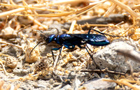 Steel-blue cricket hunter -Chlorion aerarium