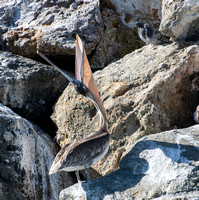 Brown Pelican - Pelecanus occidentalis