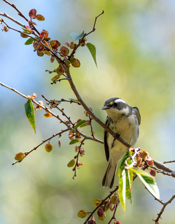 Black-throated Gray Warbler - Setophaga nigrescens