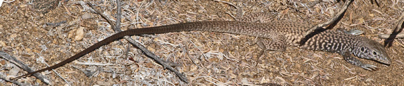 Great Basin Whiptail - Aspidoscelis tigris tigris