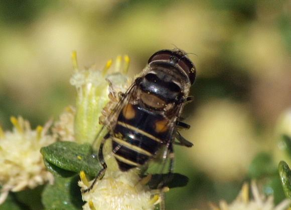 Drone fly - Eristalis sp.