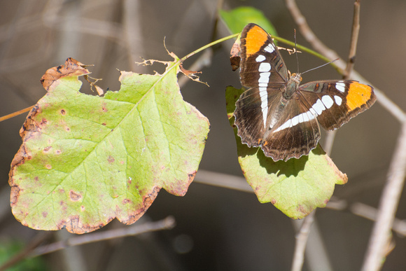 California sister - Adelpha californica