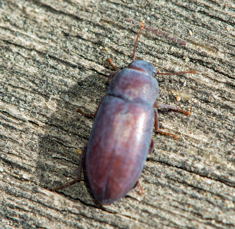 Darkling Beetle - Metoponium sp.