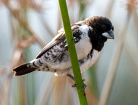Bronze Mannikin - Spermestes cucullata