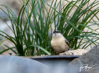 Pygmy Nuthatch - Sitta pygmaea