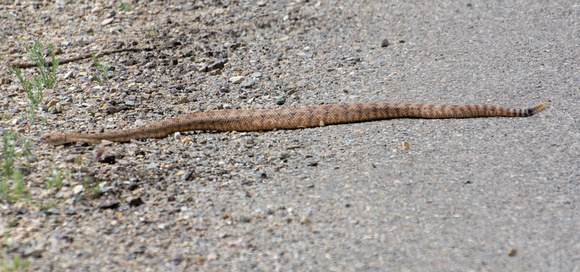 Southwestern Speckled Rattlesnake - Crotalus pyrrhus