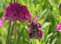 Fork-tailed bush katydid - Scudderia furcata