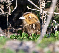 Nelson's Sparrow - Ammodramus nelsoni