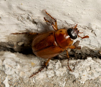 Masked Chafer  - Cyclocephala sp.