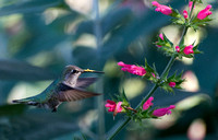 Anna's Hummingbird - Calypte anna