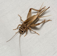 European House Cricket - Acheta domesticus