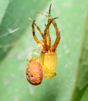 Spotted orbweaver - Neoscona sp.
