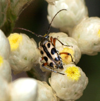 Flower longhorn beetle - Judolia sexspilota