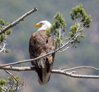 Bald Eagle - Haliaeetus leucocephalus